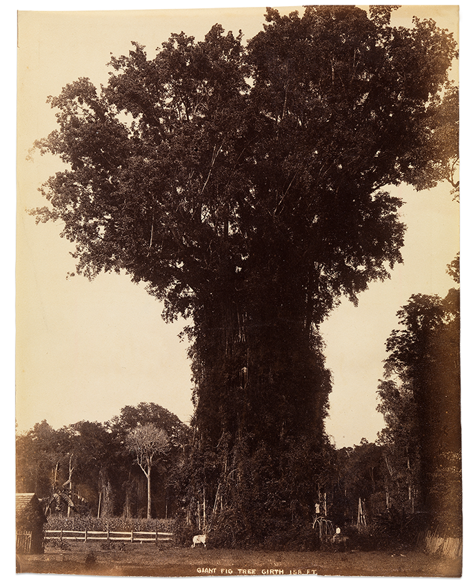 Giant fig tree c.1890