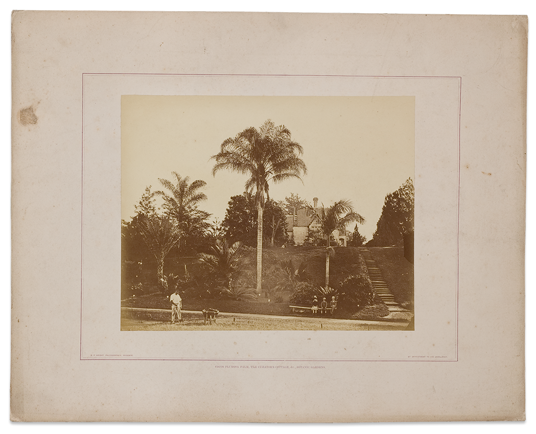 Cocos plumosa palm, the Curator's cottage, &c., Botanic Gardens c.1874-79