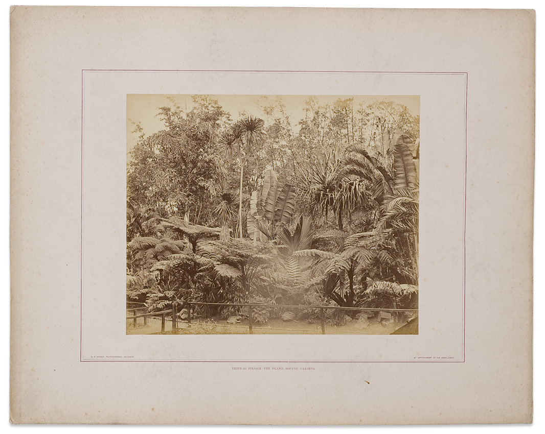 Tropical foliage - the island, Botanic Gardens c.1874-79