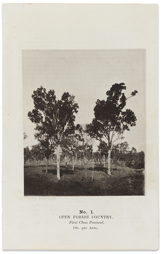 Open forest country c.1870